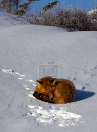 Téléchargez les photos : Un renard roux enroulé dans un banc de neige près de Churchill, Manitoba Canada - en image libre de droit