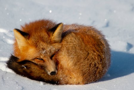 Photo for Closeup of a red fox curled up in a snowbank near Churchill, Manitoba Canada - Royalty Free Image