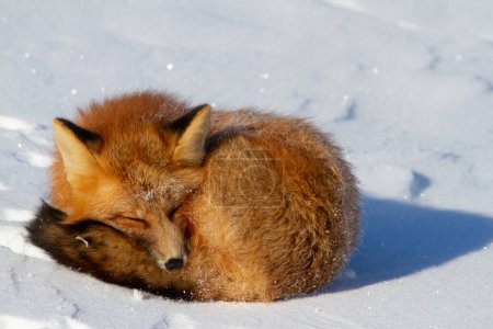 Téléchargez les photos : Gros plan d'un renard roux enroulé dans un banc de neige près de Churchill, Manitoba Canada - en image libre de droit