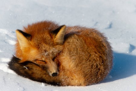 Téléchargez les photos : Gros plan d'un renard roux enroulé dans un banc de neige près de Churchill, Manitoba Canada - en image libre de droit