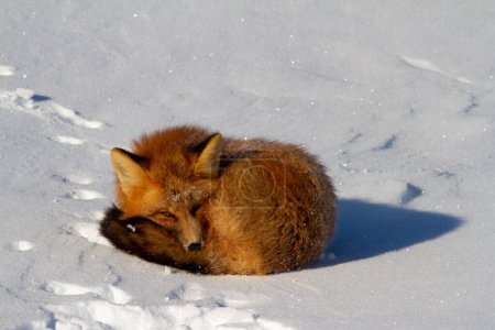 Téléchargez les photos : Un renard roux enroulé dans un banc de neige près de Churchill, Manitoba Canada - en image libre de droit