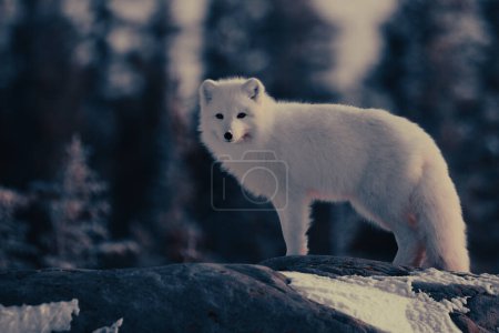 Photo for Arctic fox or Vulpes Lagopus in white winter coat with trees in the background looking at the camera, Churchill, Manitoba, Canada - Royalty Free Image