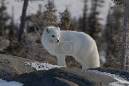 Arctic fox or Vulpes Lagopus in white winter coat with trees in the background looking to the side, Churchill, Manitoba, Canada
