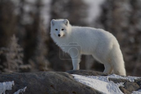 Téléchargez les photos : Renard arctique ou Vulpes Lagopus en manteau d'hiver blanc avec des arbres en arrière-plan regardant la caméra, Churchill, Manitoba, Canada - en image libre de droit