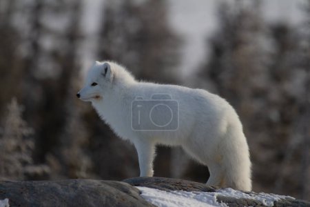 Téléchargez les photos : Renard arctique ou Vulpes Lagopus en manteau d'hiver blanc avec des arbres en arrière-plan regardant vers l'avenir, Churchill, Manitoba, Canada - en image libre de droit