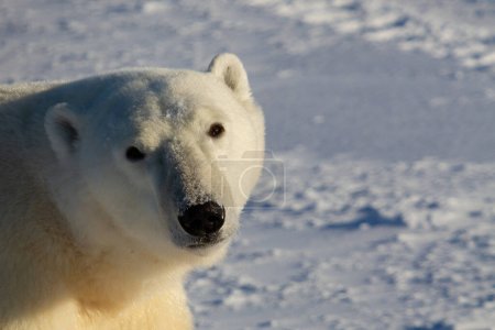 Closeup of a polar bear or ursus maritumus on a sunny day with snow in the background, near Churchill, Manitoba Canada