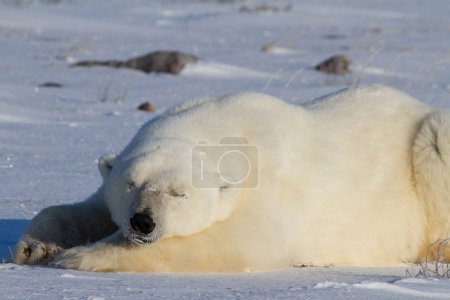 Ein Eisbär oder Ursus maritumus, der sich mit ausgestreckten Pfoten hinlegt und ein Nickerchen macht, in der Nähe von Churchill, Manitoba Kanada