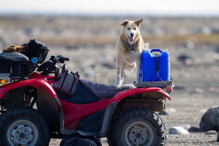 Un chien jaune du Labrador se tient sur un véhicule tout-terrain ou un quad ou un VTT prêt à rouler
