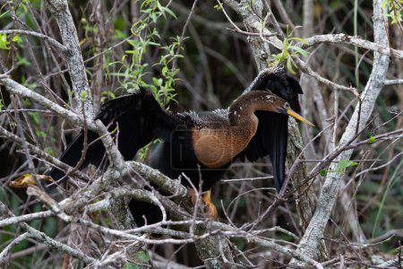 Photo for Anhinga perched on a branch while stretching and drying its wings. Found in Everglades, Florida, United States - Royalty Free Image