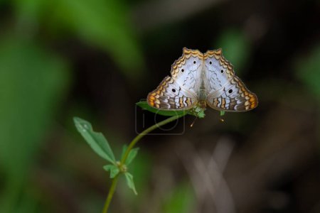 Photo for White Peacock Anartia-jatrophae butterfly that landed on a small plant, near Everglades, Florida, USA - Royalty Free Image