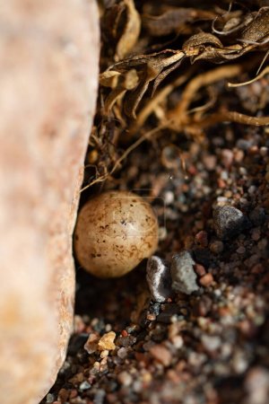 Foto de A single Lapland Longspur egg in a nest around fine rocks near Arviat, Nunavut, Canada - Imagen libre de derechos