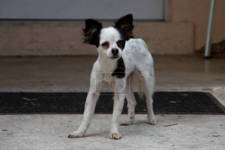 Téléchargez les photos : Petit chien de type terrier noir et blanc debout sur du ciment avec les oreilles perchées et regardant vers l'avant - en image libre de droit
