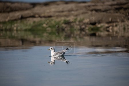Photo for A short-billed gull formerly known as mew gull swimming in water with its reflection near a rocky shore, Gulf Island National Marine Park - Royalty Free Image