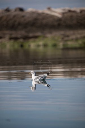Photo for A short-billed gull formerly known as mew gull swimming in water with its reflection near a rocky shore, Gulf Island National Marine Park - Royalty Free Image