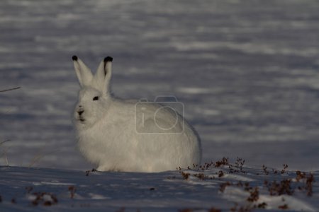 Téléchargez les photos : Lièvre arctique ou Lepus arcticus en manteau d'hiver regardant vers le côté avec de la neige en arrière-plan, près d'Arviat, Nunavut, Canada - en image libre de droit