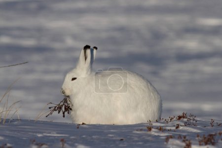 Téléchargez les photos : Lièvre arctique ou Lepus arcticus en manteau d'hiver mâchant sur une branche de saule avec de la neige en arrière-plan, près d'Arviat, Nunavut, Canada - en image libre de droit