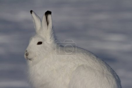 Téléchargez les photos : Lièvre arctique ou Lepus arcticus en manteau d'hiver vers l'avant avec de la neige en arrière-plan, près d'Arviat, Nunavut, Canada - en image libre de droit