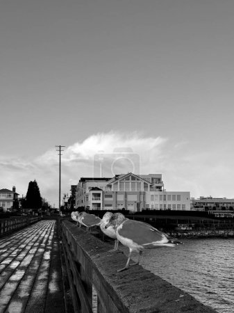 Photo for A black and white photo of several gulls on a wall near a body of water, with buildings in the back, near Sidney, British Columbia - Royalty Free Image