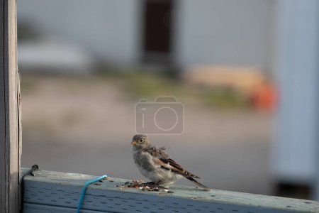 Photo for Young fledged Lapland longspur perched on a wooden railing and staring at the camera, Arviat, Nunavut, Canada - Royalty Free Image