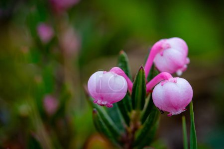 Photo for Bog rosemary, a species of flowering plant in the heath family Ericaceae, native to northern parts of the Northern Hemisphere. Found only in bogs. Arviat, Nunavut, Canada - Royalty Free Image