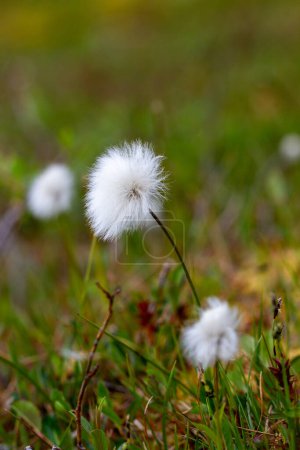 Photo for Eriophorum callitrix, commonly known as Arctic cotton, Arctic cottongrass, suputi, or pualunnguat in Inuktitut, is a perennial Arctic plant in the sedge family, Cyperaceae. It is one of the most - Royalty Free Image