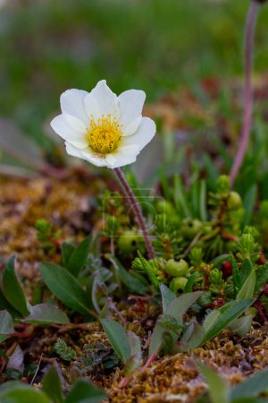 Téléchargez les photos : Aven de montagne arctique ou dryade alpine, une plante à fleurs arctique-alpine que l'on trouve dans la toundra arctique qui prospère dans les milieux froids, près d'Arviat, Nunavut, Canada - en image libre de droit