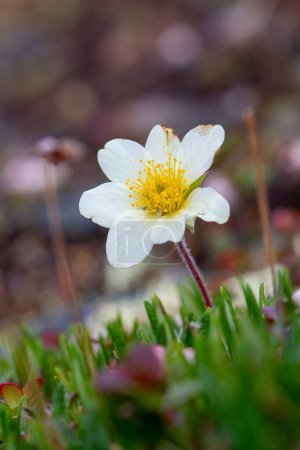 Téléchargez les photos : Aven de montagne arctique ou dryade alpine, une plante à fleurs arctique-alpine que l'on trouve dans la toundra arctique qui prospère dans les milieux froids, près d'Arviat, Nunavut, Canada - en image libre de droit