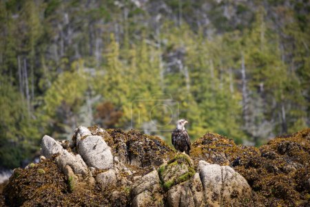 Immature or sub-adult bald eagle looking around while perched on a rock covered in seaweed with trees in the background, Central British Columbia, Canada