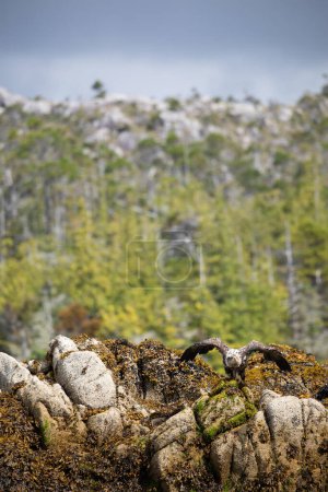 Unreife oder nicht ausgewachsene Weißkopfseeadler auf dem Weg zum Start von einem mit Algen bedeckten Felsen mit Bäumen im Hintergrund, Central British Columbia, Kanada