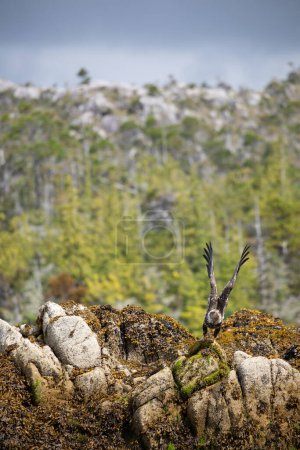 Foto de Águila calva inmadura o subadulta con alas extendidas para despegar de una roca cubierta de algas marinas, Columbia Británica Central, Canadá - Imagen libre de derechos