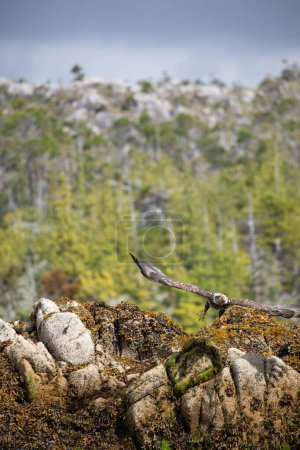 Immature or sub-adult bald eagle taking off from a rock covered in seaweed with trees in the background, Central British Columbia, Canada