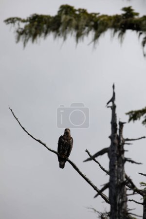 Bald eagle sitting on a dead tree branch and staring straight ahead, Central British Columbia, Canada