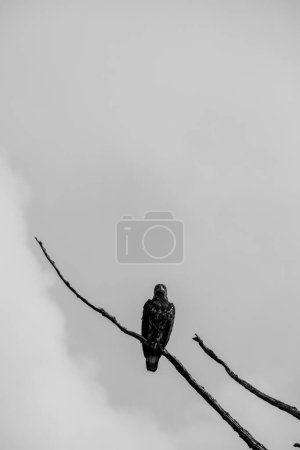 Photo en noir et blanc d'un pygargue assis sur une branche d'arbre mort et regardant droit devant, dans le centre de la Colombie-Britannique, Canada