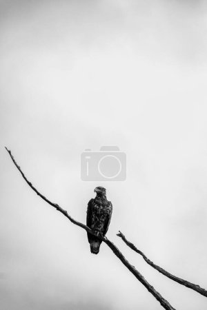 Black and white photo of a baldeagle sitting on a dead tree branch and staring straight ahead, Central British Columbia, Canada