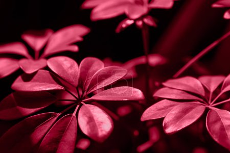 Photo for The leaves of the houseplant scheffler drevestna in bright color 2023 Viva magenta - Royalty Free Image