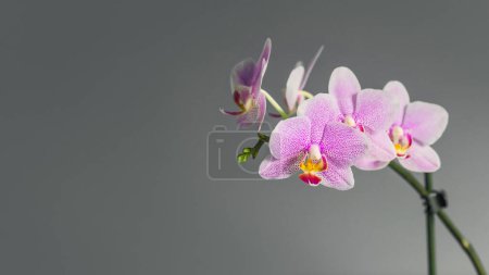 Foto de Flores de orquídea phalinopsis sobre un fondo gris de cerca - Imagen libre de derechos