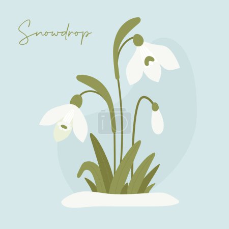 Ilustración de Blooming bouquet of spring snowdrop flowers in snow. Gentle forest white flower common snowdrop. Vector illustration - Imagen libre de derechos