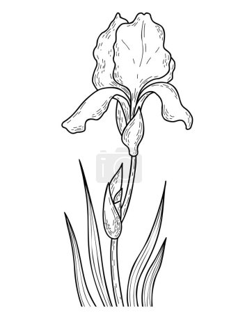 Hand drawing blooming iris flower with bud and leaves. Vector illustration. Line art summer garden flower. For design, decoration and printing