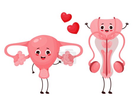 Illustration for Cute cartoon reproductive organs. Happy characters female uterus and male penis in love. Vector illustration. Human funny genitals for design and decoration of medical themes, childrens collection - Royalty Free Image