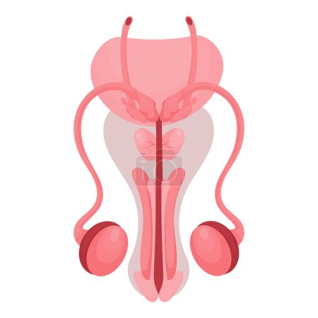 Illustration for Male reproductive organ. Healthy reproductive Internal human system in cartoon style. Vector illustration. Isolated on white background - Royalty Free Image