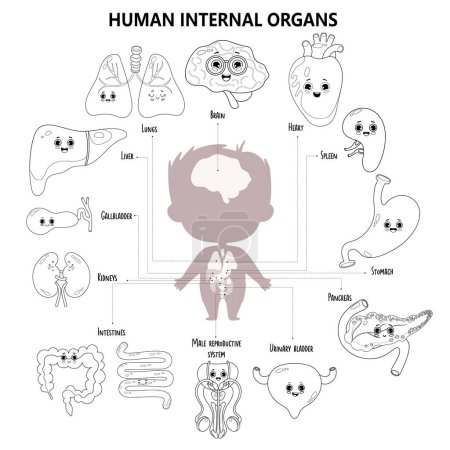 Anatomy human body. Kids medical infographic. Silhouette boy and visual scheme internal male organs characters, names and locations. Vector illustration. Outline, hand drawing. Cute colorize