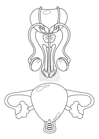 Illustration for Reproductive organs. Female uterus and male penis. Linear, hand drawing. Vector illustration. Human genitals for design and decoration of medical themes - Royalty Free Image