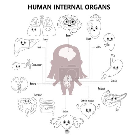 Female organs. Kids anatomy human body. Girl silhouette with visual internal organs characters with faces, name and location. Medical infographic coloring. Vector illustration. Outline, hand drawing