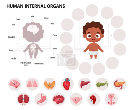 Anatomy human body. Infographics with cute black ethnic boy. Visual scheme internal male organs cartoon characters, names and locations. Educational Vector illustration. Medical horizontal kids poster