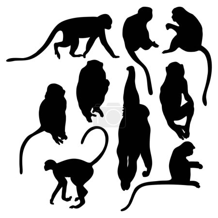 Ilustración de Colección siluetas mono. Ilustración vectorial. Primates aislados sobre fondo blanco - Imagen libre de derechos