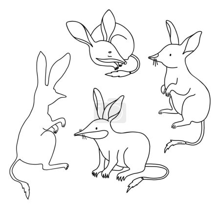 Colección bilbies animales australianos. Dibujos lineales aislados, libro para colorear. Ilustración vectorial