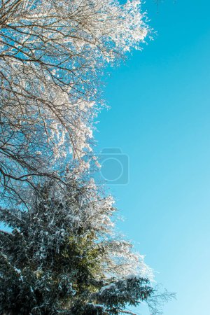Winter-Hintergrund. An einem schönen Wintertag ein Weihnachtsbaum vor blauem Himmel. Kopierraum für Text.