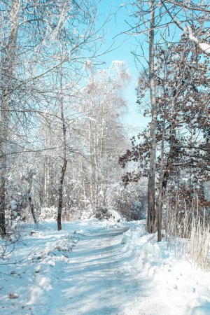 Winter-Hintergrund. An einem schönen Wintertag ein Weihnachtsbaum vor blauem Himmel. Kopierraum für Text.