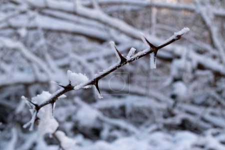 Rosenstachelige Weinrebe aus nächster Nähe, Spitze mit langen scharfen Dornen im Winter