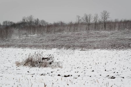 Ziehen gut im Feld, trüber Wintertag mit Schnee und Frost